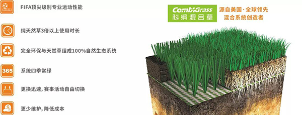 混合草坪系统